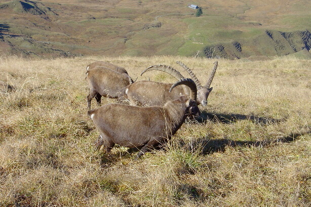 Die Steinbockkolonie