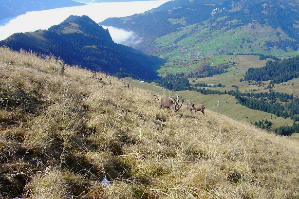 Die Steinbockkolonie