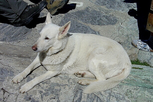 Der Hüttenhund