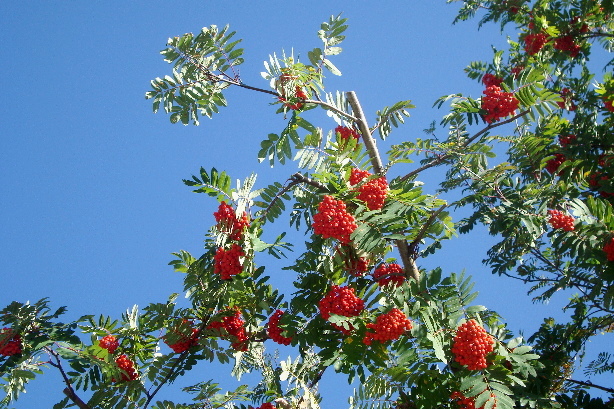 Rowan berries