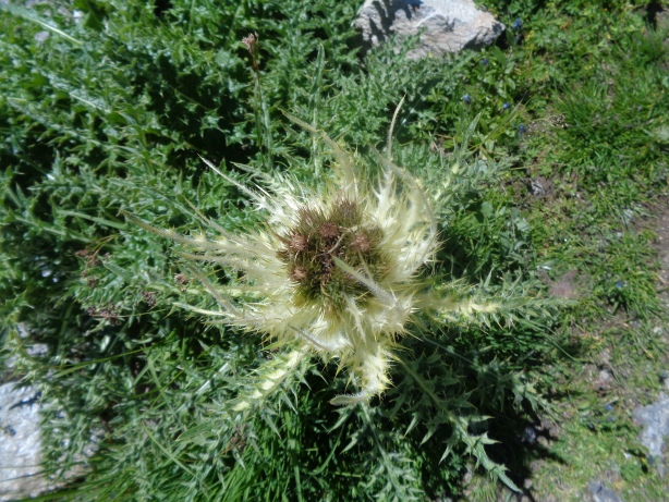 Distel