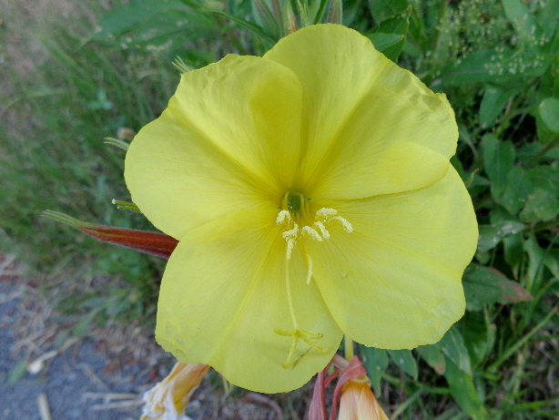 Nachtkerze / Oenothera