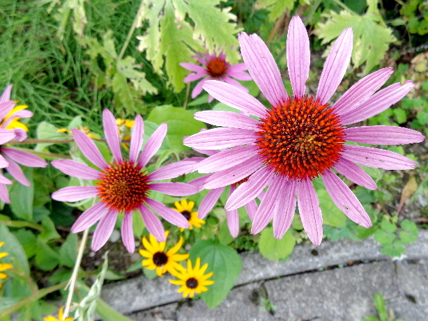 Sonnenhut / Echinacea