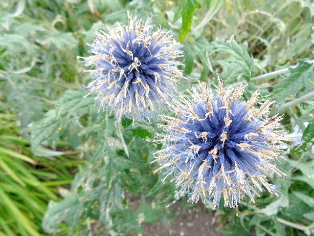 Distel