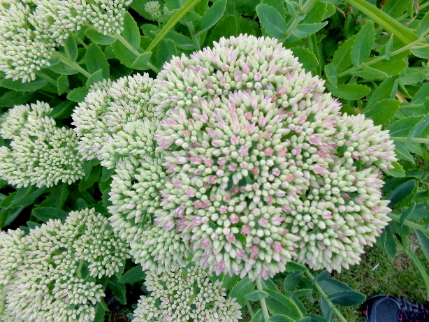 Fetthenne / Mauerpfeffer / Sedum