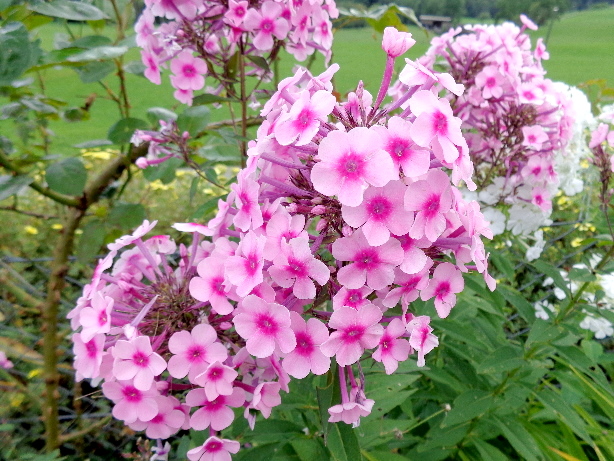 Phlox / Flammenblumen