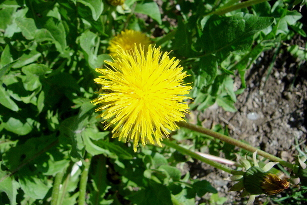 Gemeiner Löwenzahn / Taraxacum officinale, Cichoriaceae