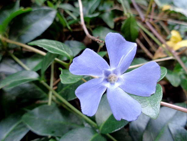 Kleines Immergrün / Vinca minor