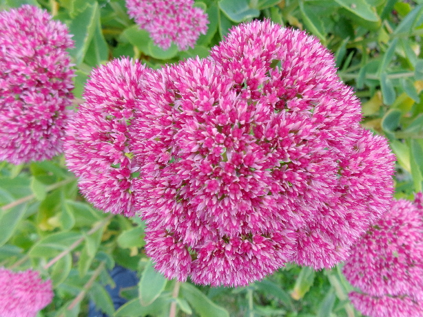 Fetthenne / Mauerpfeffer / Sedum