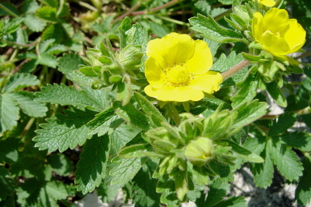 Goldschopf-Hahnenfuss / Ranunculus auricomus, Ranunculaceae