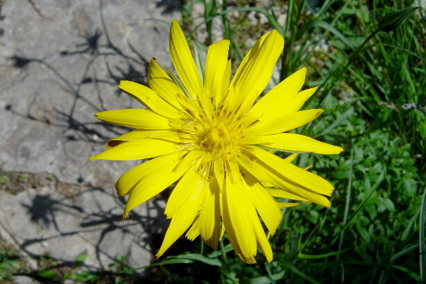 Wiesen-Bocksbart / Tragopogon pratensis, Cichoriaceae