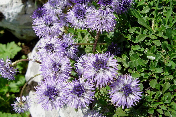 Kugelblume / Globularia