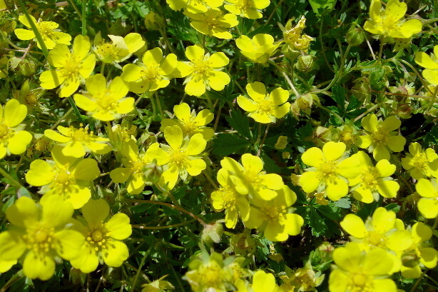 Kriechendes Fingerkraut / Potentilla Reptans, Rosaceae