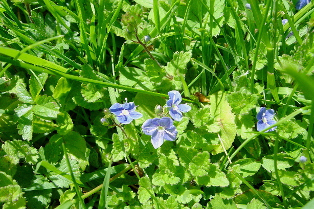 Feld-Ehrenpreis / Veronica officinalis, Scrophulaceae