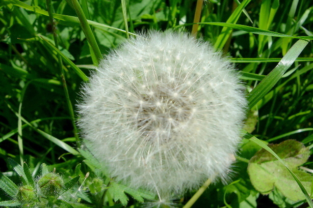 Gemeiner Löwenzahn / Taraxacum officinale, Cichoriaceae