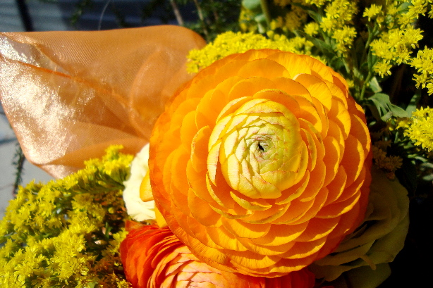 Gelbe Ranunkel / Ranunculaceae