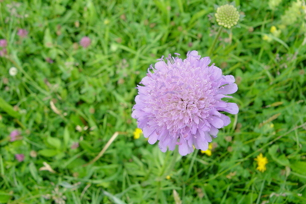 Acker-Witwenblume / Knautia arvensis, Dipsacaceae
