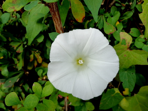 Prunkwinke / Ipomoea magnusiana