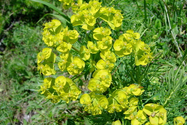 Echte Schlüsselblumen / Primula veris