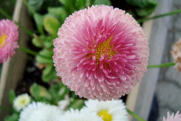 Massliebchen / Müllerblümchen / Gartenbürsteli / Bellis perennis