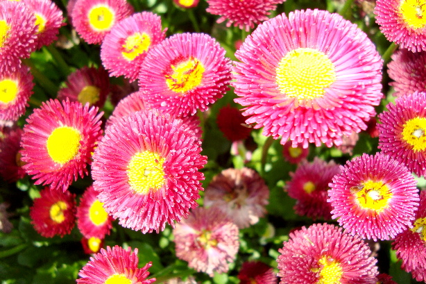 Massliebchen / Müllerblümchen / Gartenbürsteli / Bellis perennis