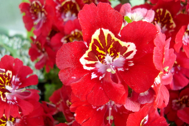 Spaltblume / Bauernorchidee / Schizanthus