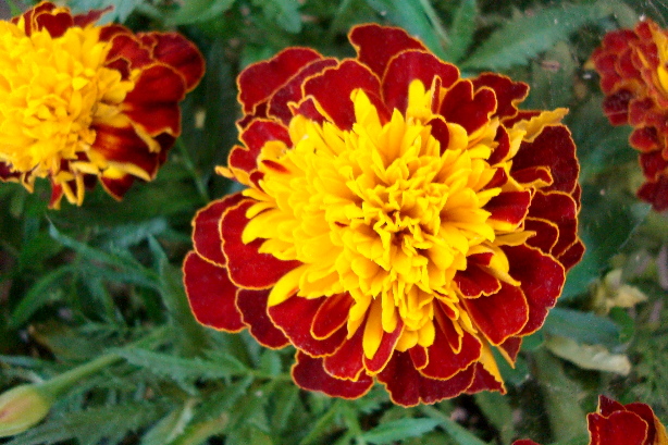 Tagetes / Studentenblume