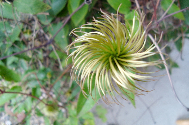 Gewöhnliche Waldrebe / Clematis vitalba