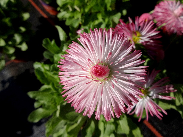 Gänseblümchen / Bellis perennis