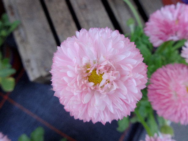 Purpur-Sonnenhut oder Roter Scheinsonnenhut / Echinacea purpurea