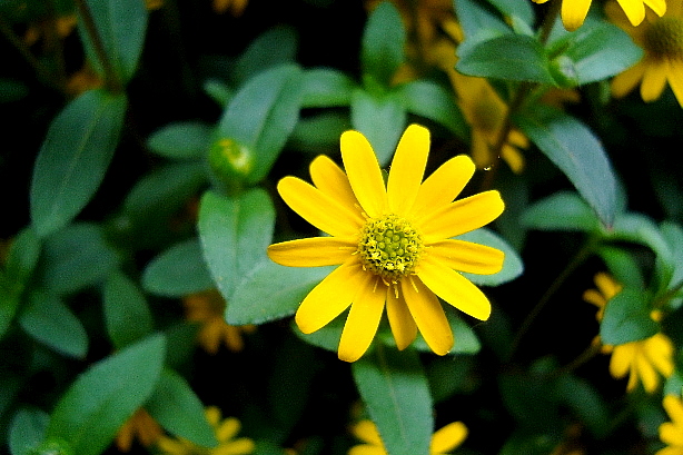 Husarenknöpfchen / Sanvitalia