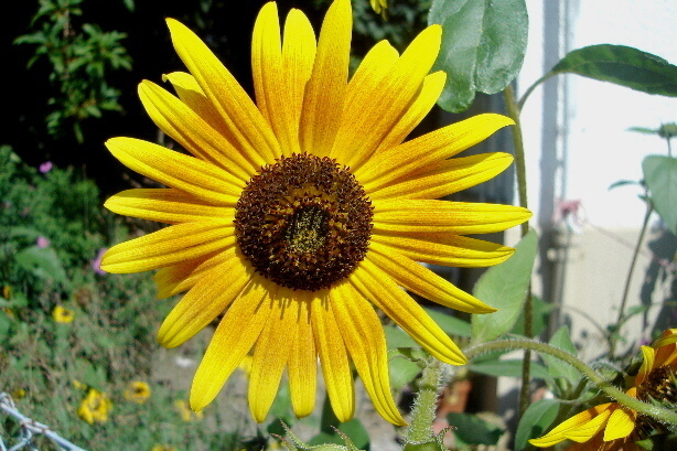Rudbekia / Rudbeckia