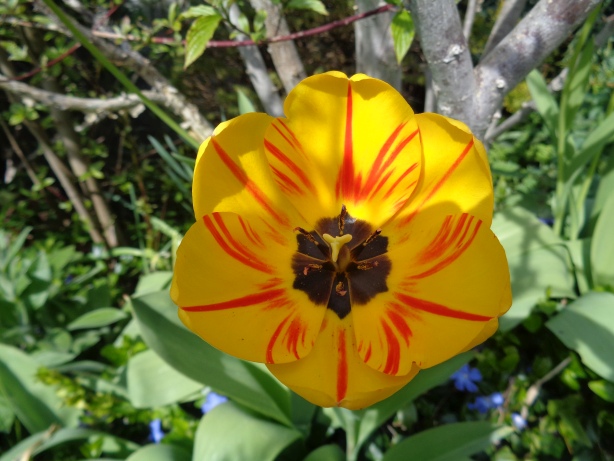 Tulpe / Tulipa