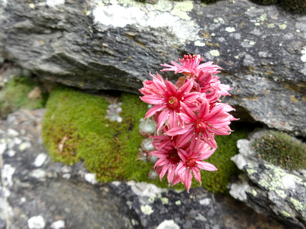 Hauswurz / Sempervivum