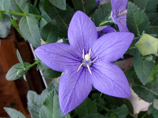 Ballonblume / Platycodon grandiflorus