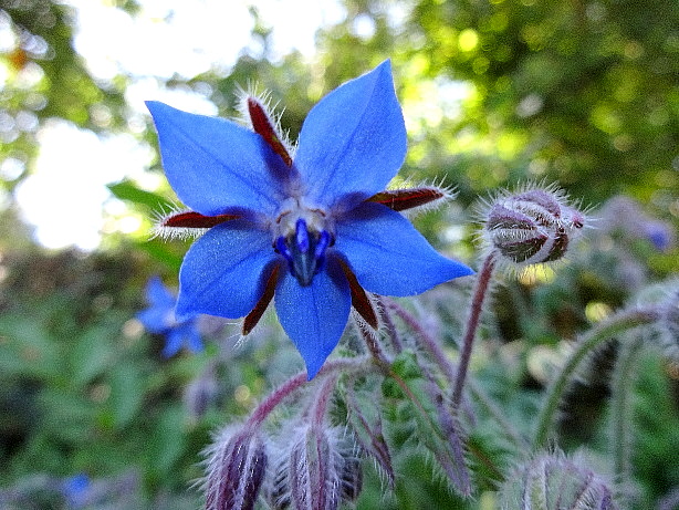 Borretsch / Borago officinalis