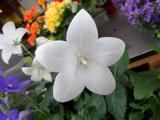 Ballonblume / Platycodon grandiflorus