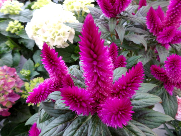 Hahnenkamm / Silber-Brandschopf / Celosia Venezuela