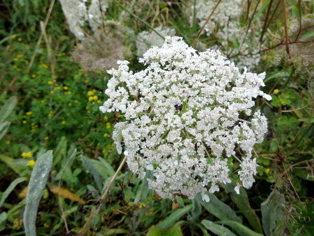 Wiesenkerbel / Anthriscus sylvestris