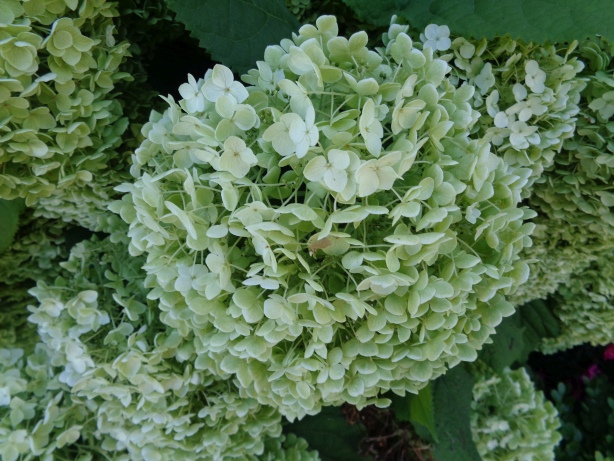 Hortensien / Hydrangea