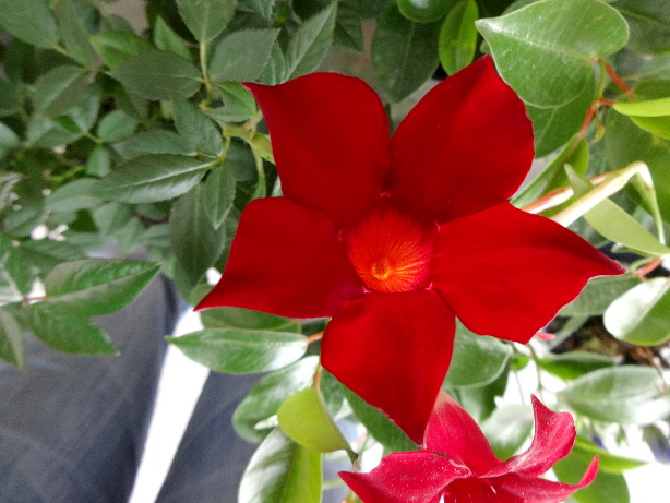 Mandevilla / Dipladenia