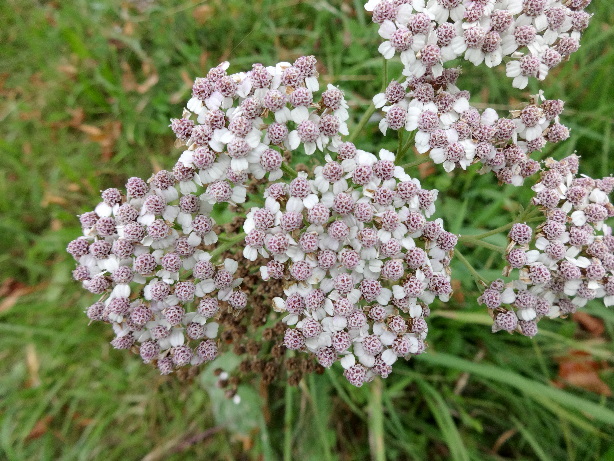 Schafgarbe / Achillea millefolium