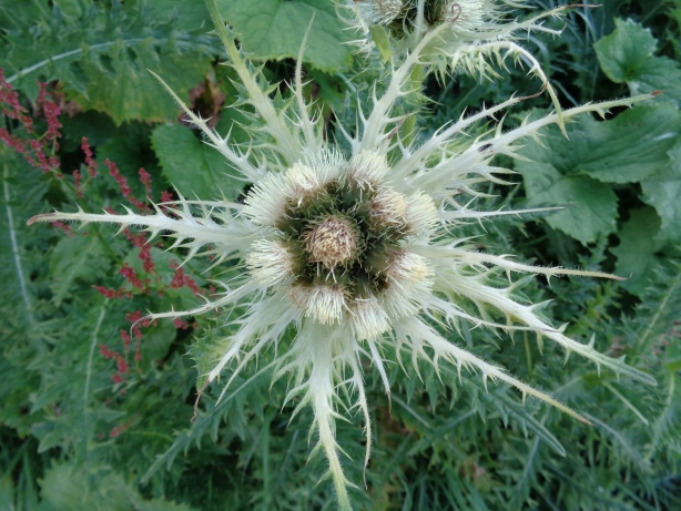 Distel