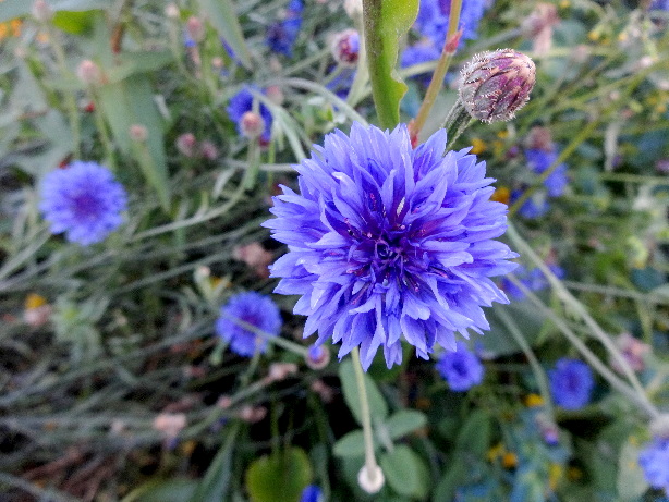 Kornblume / Cyanus segetum