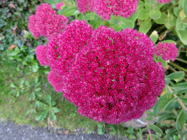 Fetthenne / Mauerpfeffer / Sedum