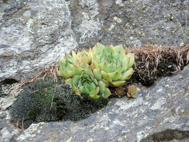 Hauswurz / Sempervivum