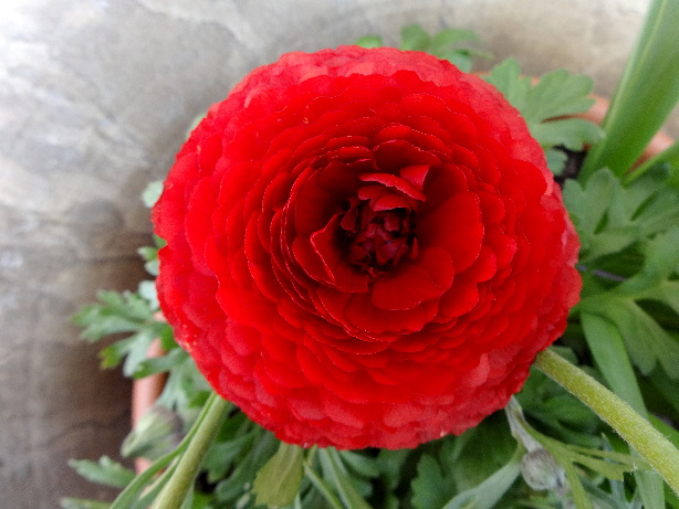 Rote Ranunkel / Ranunculaceae