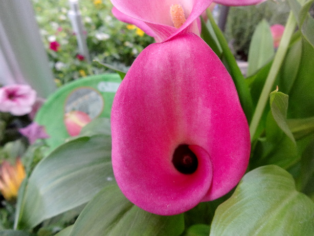 Drachenwurz / Calla
