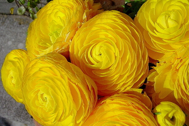 Gelbe Ranunkel / Ranunculaceae