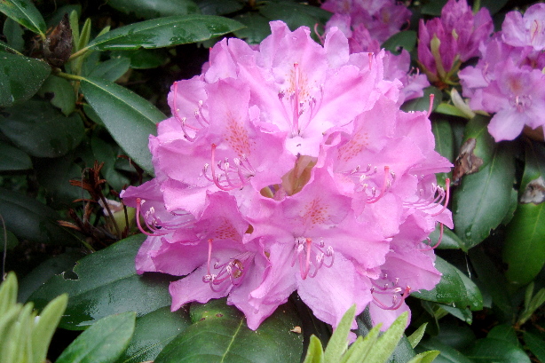 Rhododendron